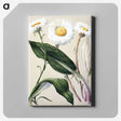 1-6_Native-Flowering-Plants-of-New-Zealand_canvas