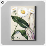 1-6_Native-Flowering-Plants-of-New-Zealand_canvas