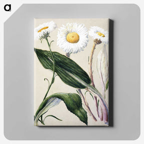 1-6_Native-Flowering-Plants-of-New-Zealand_canvas