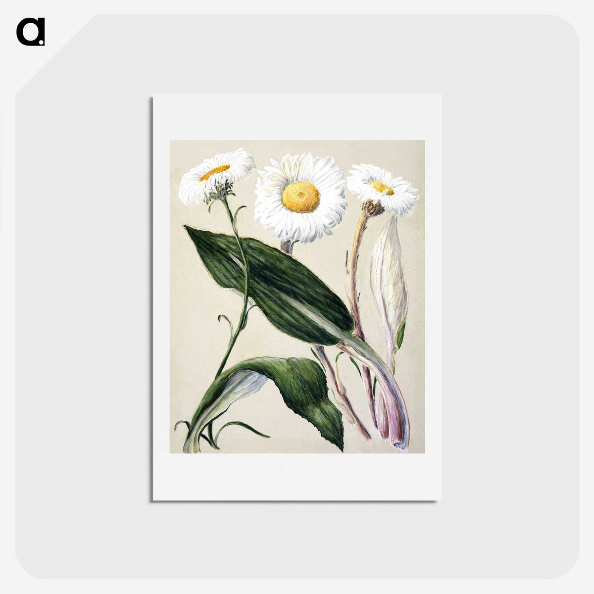 1-6_Native-Flowering-Plants-of-New-Zealand_hagaki