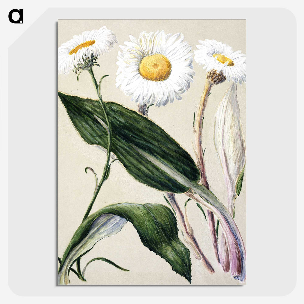 1-6_Native-Flowering-Plants-of-New-Zealand_picture-crop