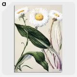 1-6_Native-Flowering-Plants-of-New-Zealand_picture-crop
