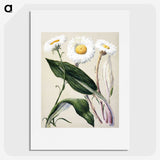1-6_Native-Flowering-Plants-of-New-Zealand_picture