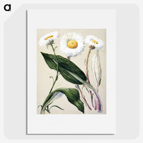 1-6_Native-Flowering-Plants-of-New-Zealand_picture
