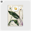 1-6_Native-Flowering-Plants-of-New-Zealand_postcard