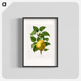 1-6_Nederlandsche-Flora-en-Pomona_blk