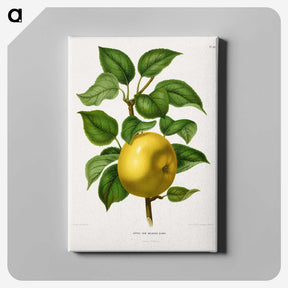 1-6_Nederlandsche-Flora-en-Pomona_canvas