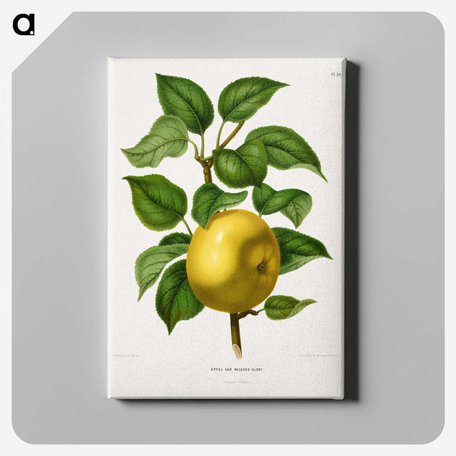 1-6_Nederlandsche-Flora-en-Pomona_canvas