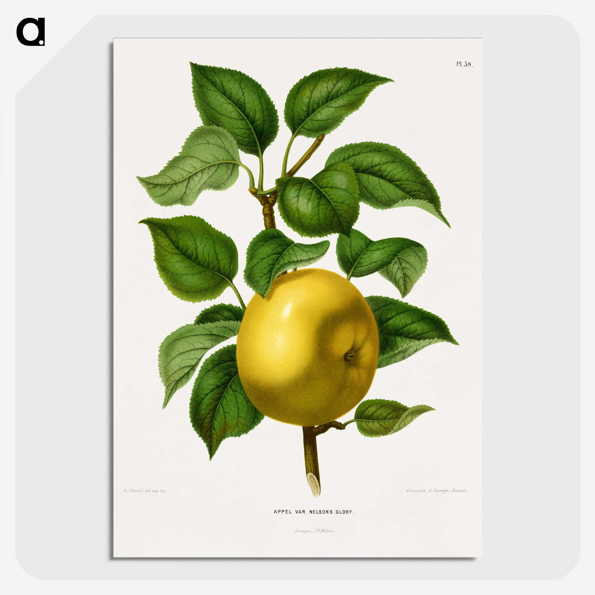1-6_Nederlandsche-Flora-en-Pomona_picture-crop