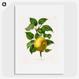 1-6_Nederlandsche-Flora-en-Pomona_picture