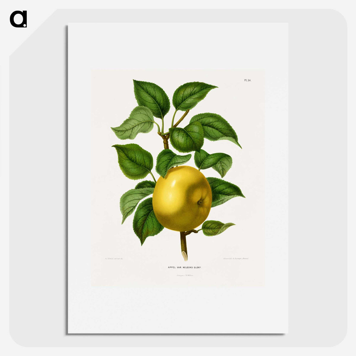1-6_Nederlandsche-Flora-en-Pomona_picture