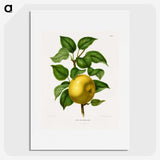 1-6_Nederlandsche-Flora-en-Pomona_picture