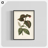 1-6_New-and-Rare-Beautiful-Leaved-Plants_blk-crop