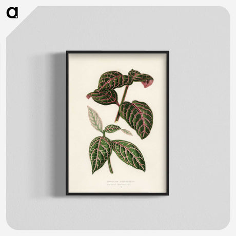 1-6_New-and-Rare-Beautiful-Leaved-Plants_blk-crop