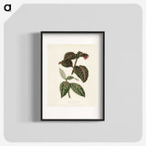 1-6_New-and-Rare-Beautiful-Leaved-Plants_blk
