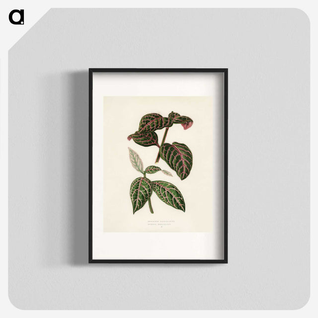 1-6_New-and-Rare-Beautiful-Leaved-Plants_blk
