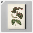 1-6_New-and-Rare-Beautiful-Leaved-Plants_canvas