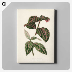 1-6_New-and-Rare-Beautiful-Leaved-Plants_canvas
