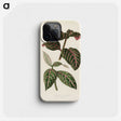 1-6_New-and-Rare-Beautiful-Leaved-Plants_phone