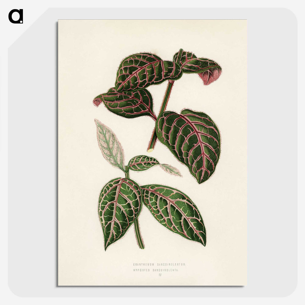 1-6_New-and-Rare-Beautiful-Leaved-Plants_picture-crop