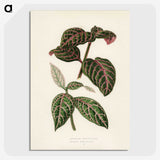 1-6_New-and-Rare-Beautiful-Leaved-Plants_picture-crop