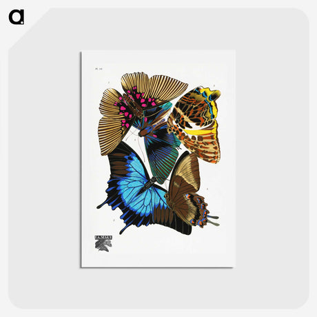 1-6_Papillons_hagaki