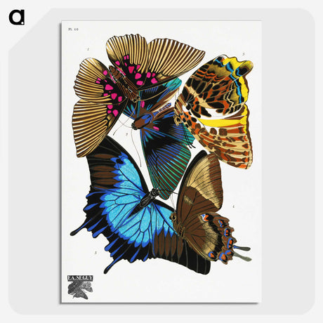 1-6_Papillons_picture-crop