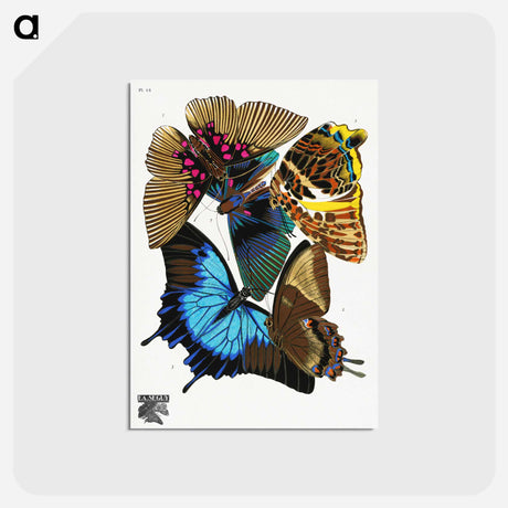 アートポストカード-Vintage Butterflies
 - パピヨン Postcard.