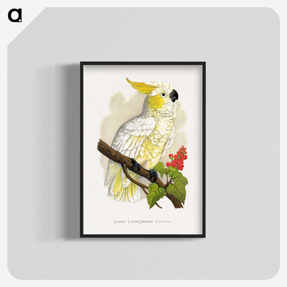 1-6_Parrots-in-Captivity_blk-crop