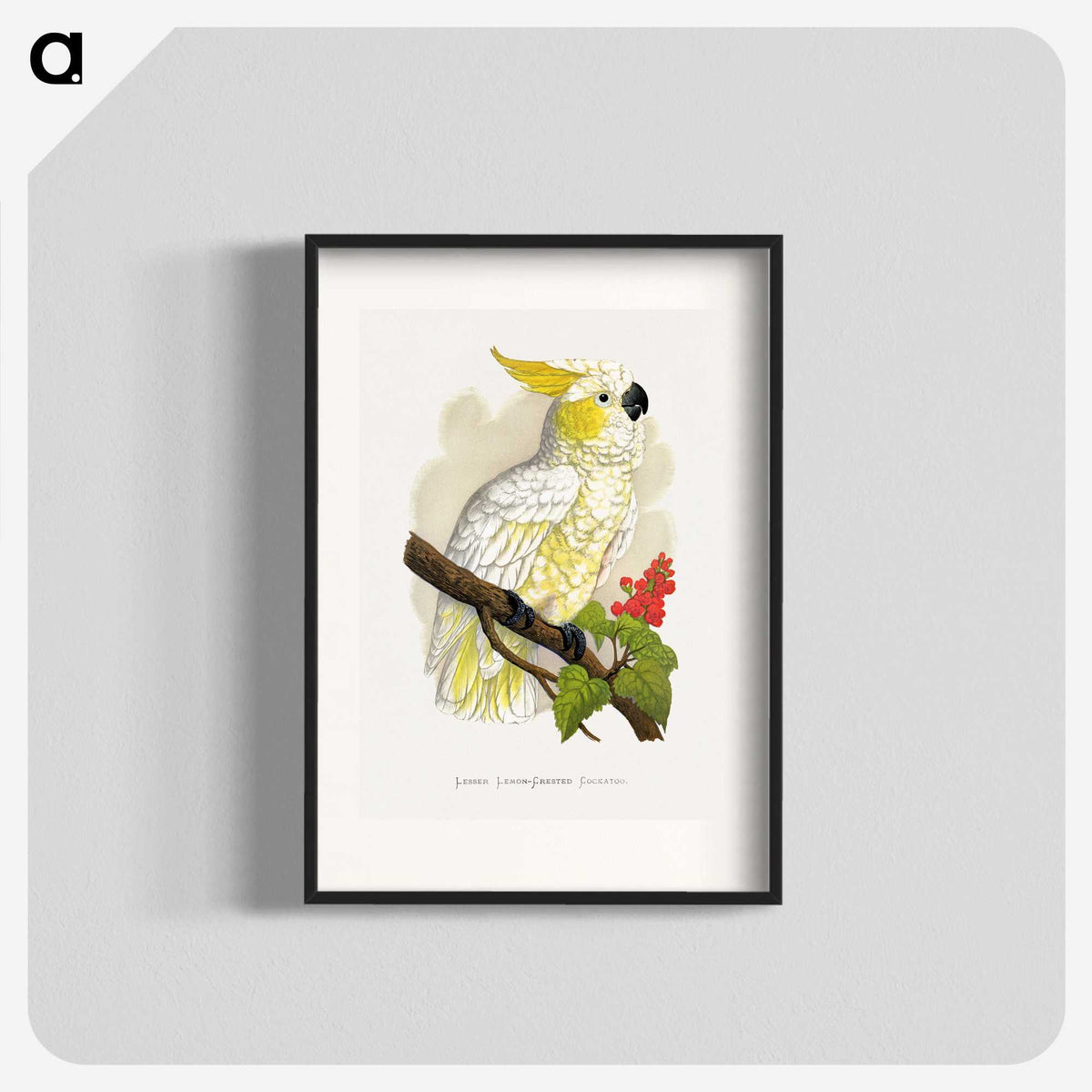 1-6_Parrots-in-Captivity_blk