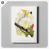 1-6_Parrots-in-Captivity_canvas
