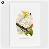 1-6_Parrots-in-Captivity_picture