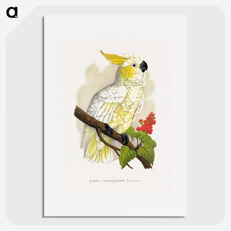 1-6_Parrots-in-Captivity_picture