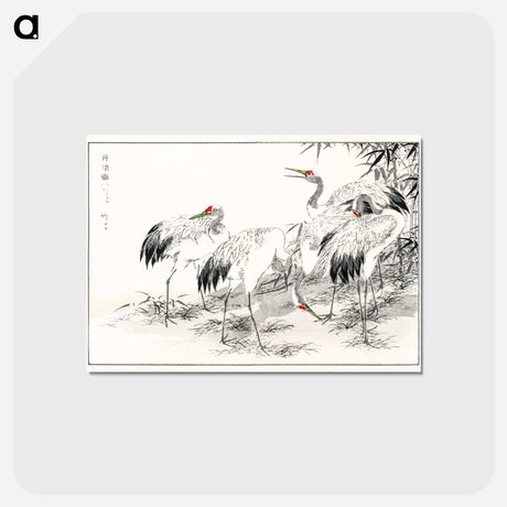 アートポストカード-Japanese Crane and Bamboo Illustration
 - 鳥類図鑑 Postcard.