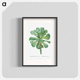 Sempervivum Canariense - Pierre Joseph Redouté Poster.