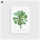 アートポストカード-Sempervivum Canariense - ピエール ジョゼフ ルドゥーテ Postcard.