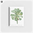 1-6_Pierre-Joseph-Redoute_memo