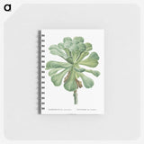 1-6_Pierre-Joseph-Redoute_memo