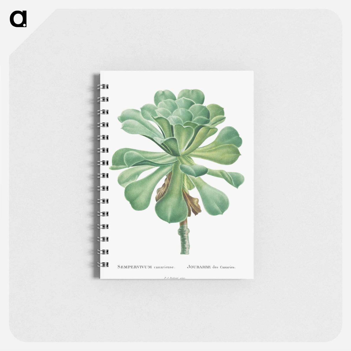 Sempervivum Canariense - ピエール ジョゼフ ルドゥーテ Memo.