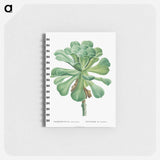Sempervivum Canariense - ピエール ジョゼフ ルドゥーテ Memo.