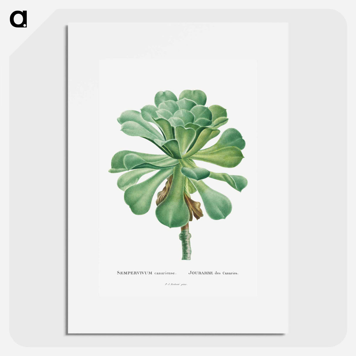 Sempervivum Canariense - Pierre Joseph Redouté Poster.