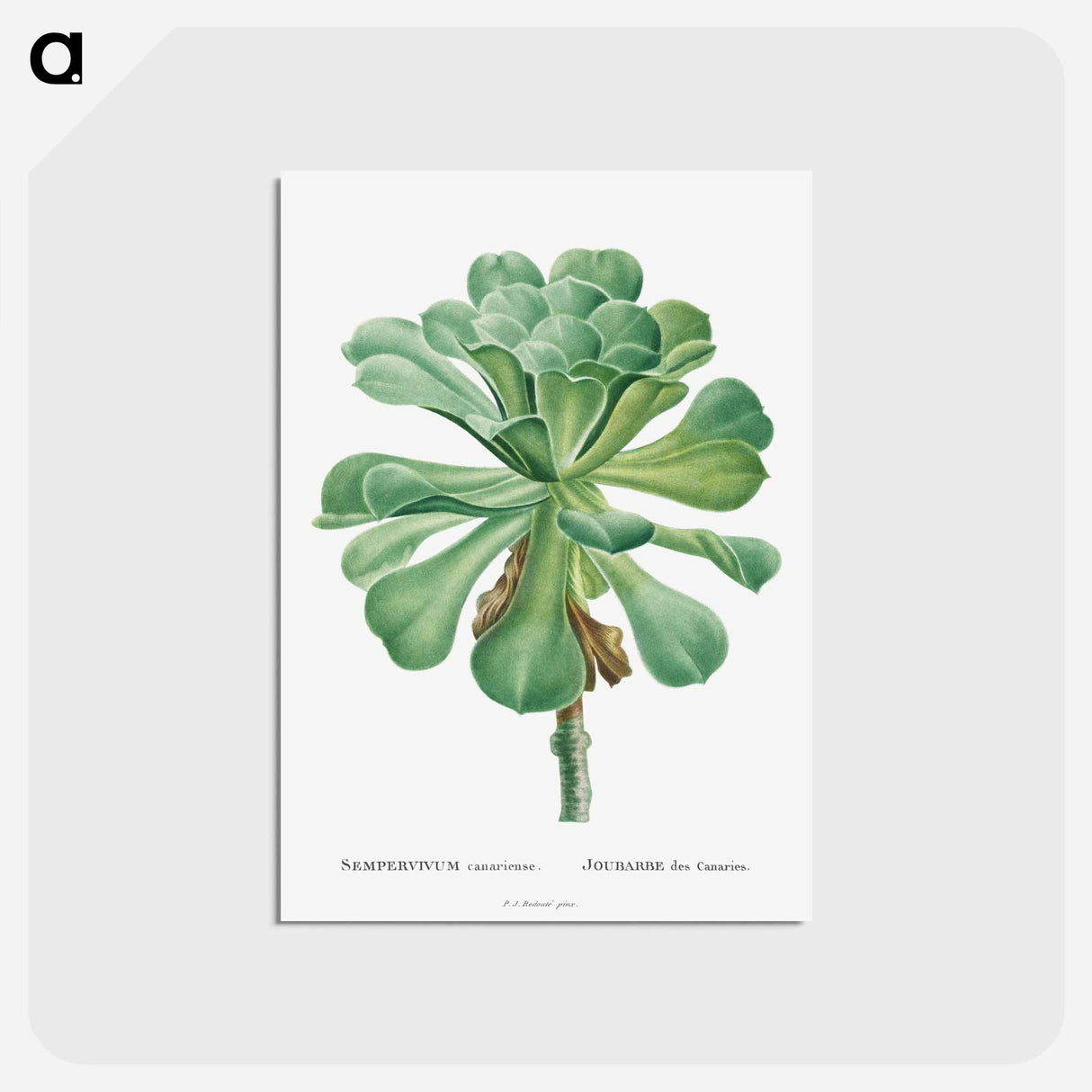 アートポストカード-Sempervivum Canariense - ピエール ジョゼフ ルドゥーテ Postcard.