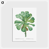 アートポストカード-Sempervivum Canariense - ピエール ジョゼフ ルドゥーテ Postcard.