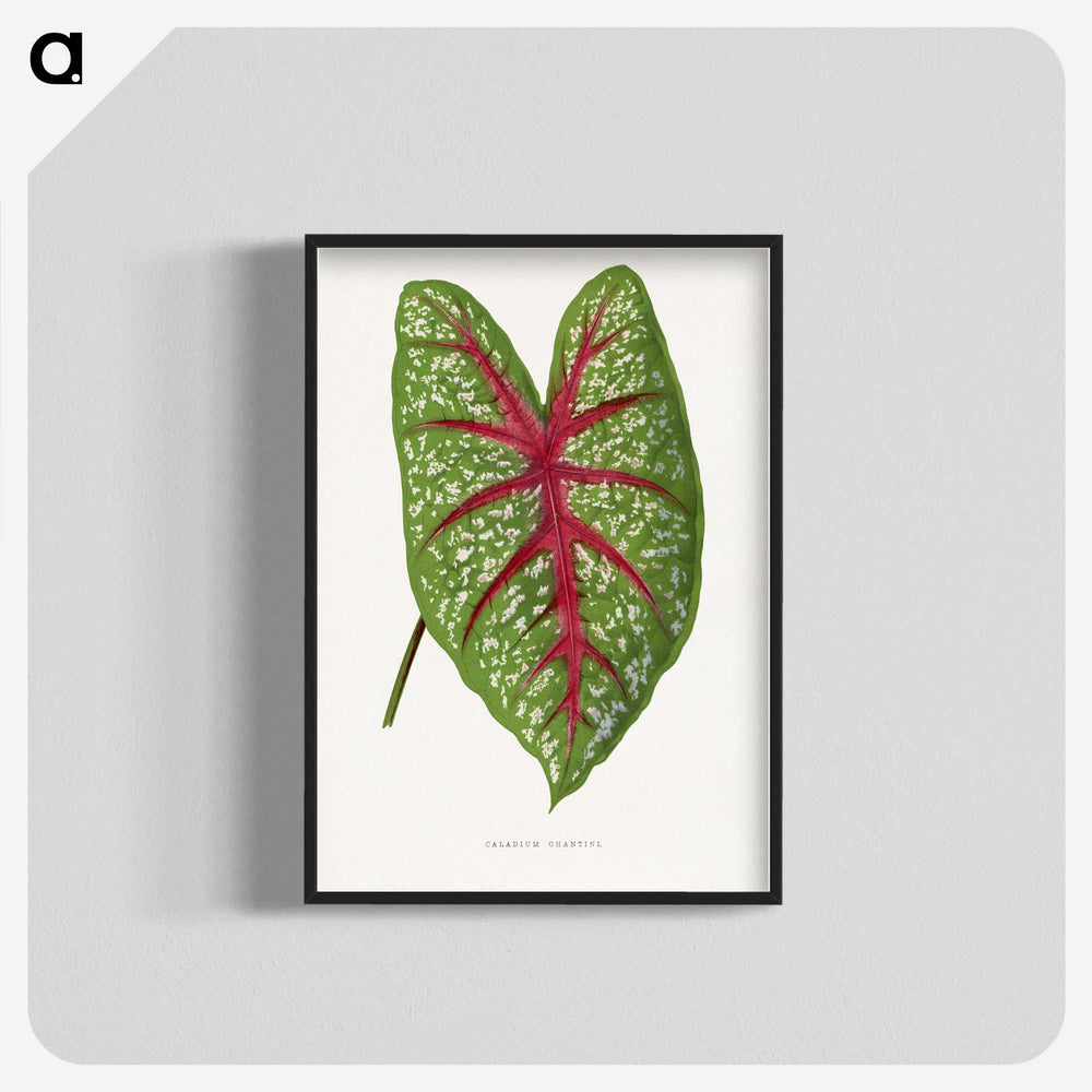 1-6_Plants-with-Colored-Foliage_blk-crop