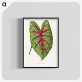 1-6_Plants-with-Colored-Foliage_blk-crop