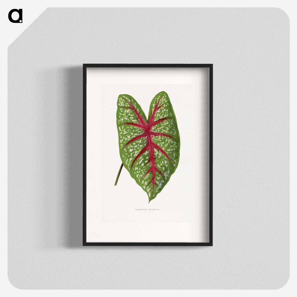 1-6_Plants-with-Colored-Foliage_blk