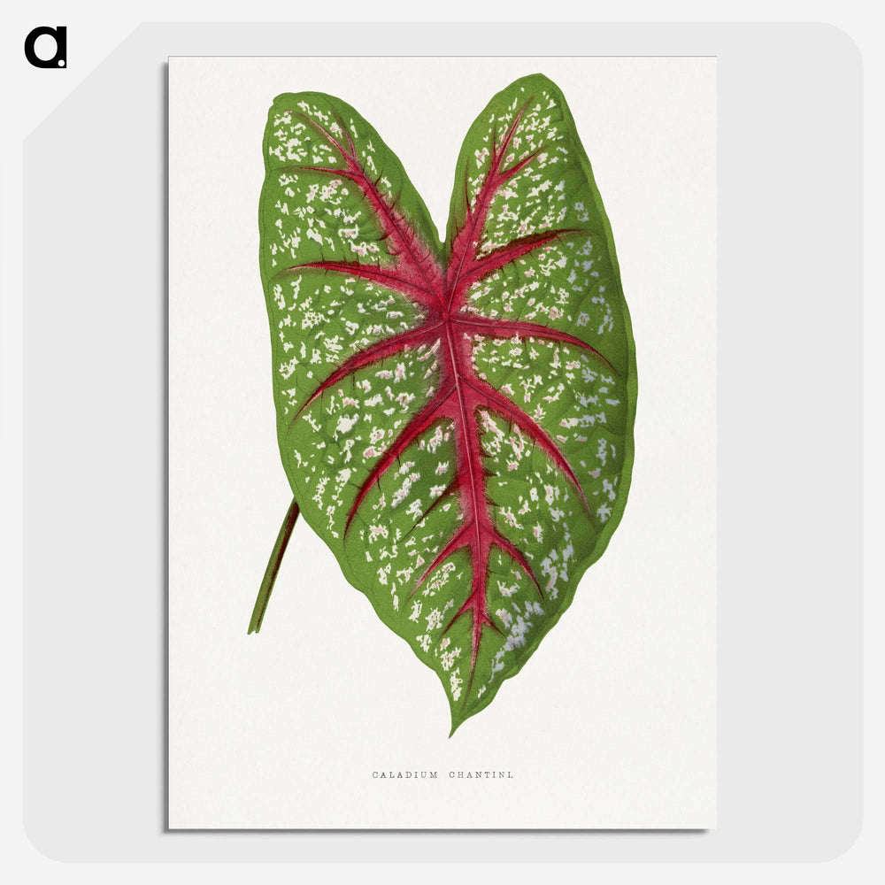 1-6_Plants-with-Colored-Foliage_picture-crop