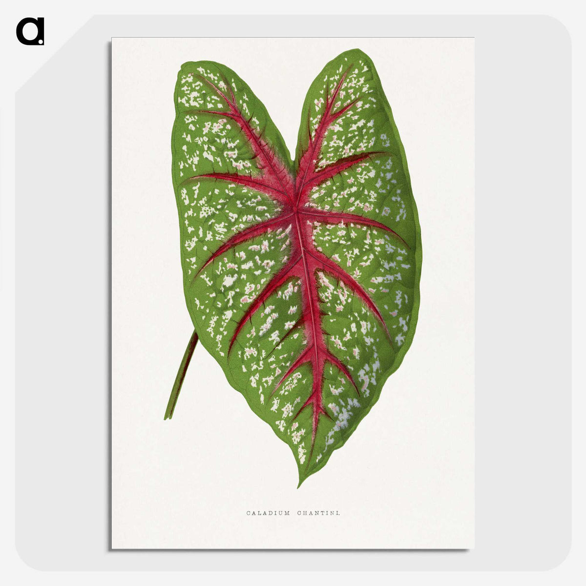 1-6_Plants-with-Colored-Foliage_picture-crop