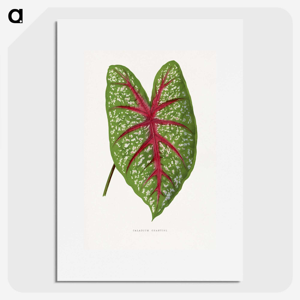 1-6_Plants-with-Colored-Foliage_picture