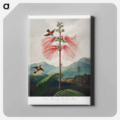 アートパネル-Large-Flowering Sensitive Plant
 - ロバート ジョン ソーントン Canvas.